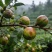 攸县山茶油