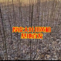 黄柏树