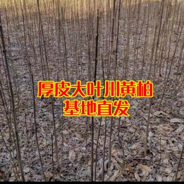黄柏树