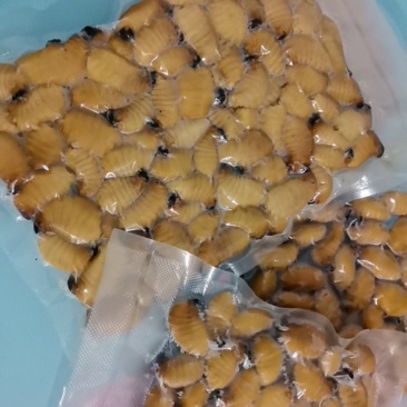 竹笋虫