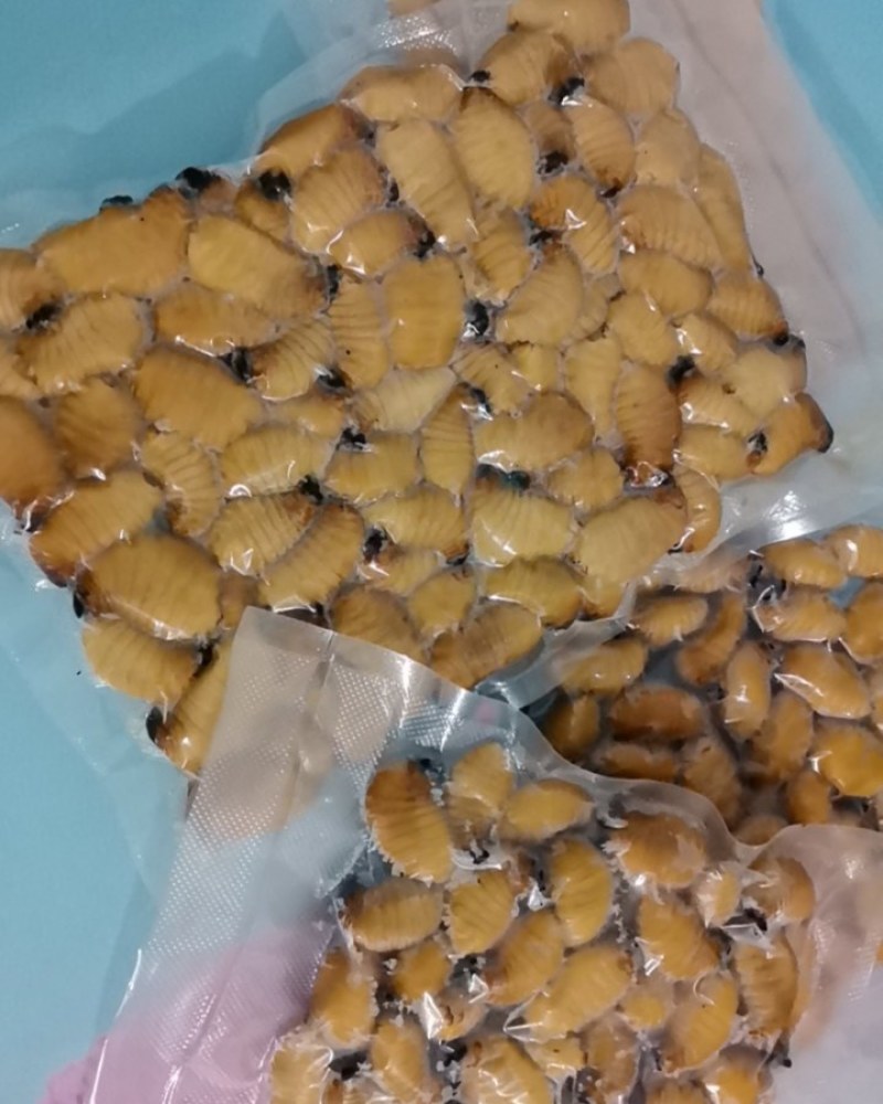 竹笋虫