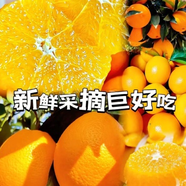奉节脐橙
