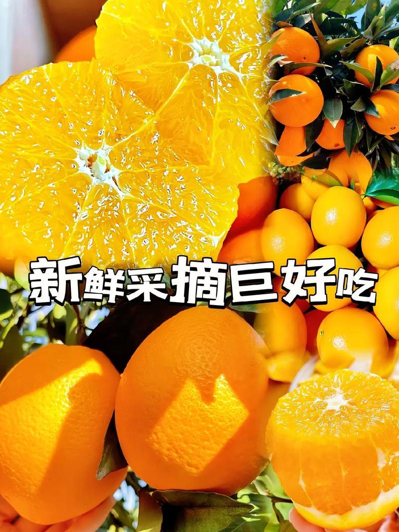 奉节脐橙