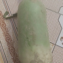 萝卜