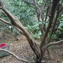 茶枝柑陈皮