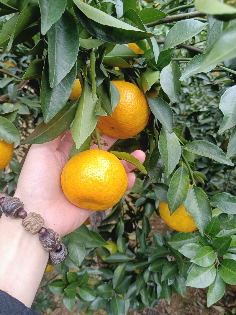 茶枝柑陈皮