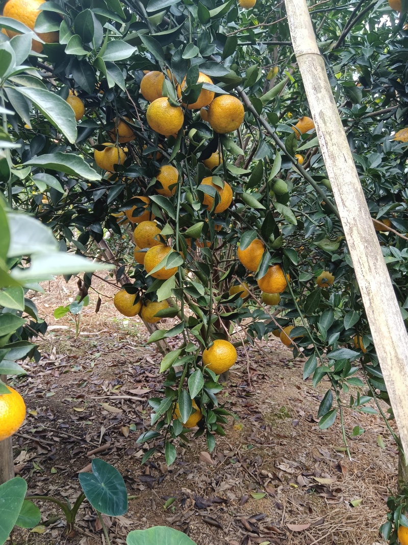 茶枝柑陈皮