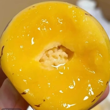 云南石林人参果黄肉树上熟新鲜多汁当季水果