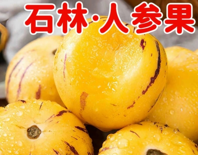 云南石林人参果黄肉树上熟新鲜多汁当季水果