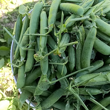 云南长寿仁