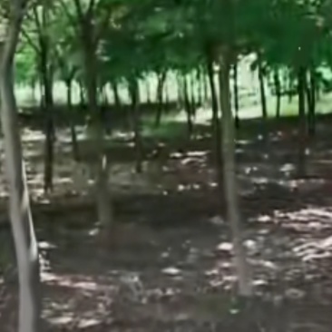 红榉树