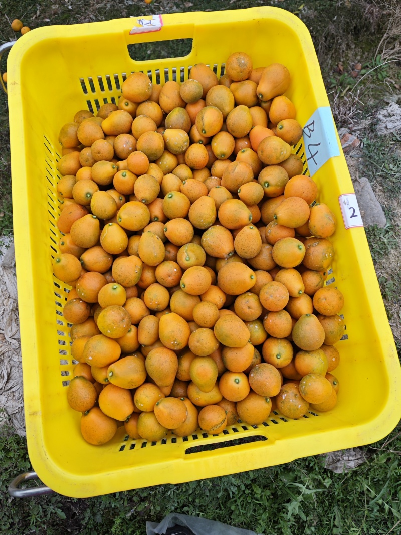 湖南永州市江永县邑口村。脆蜜金桔。