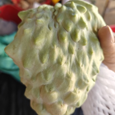 自家释迦果出售