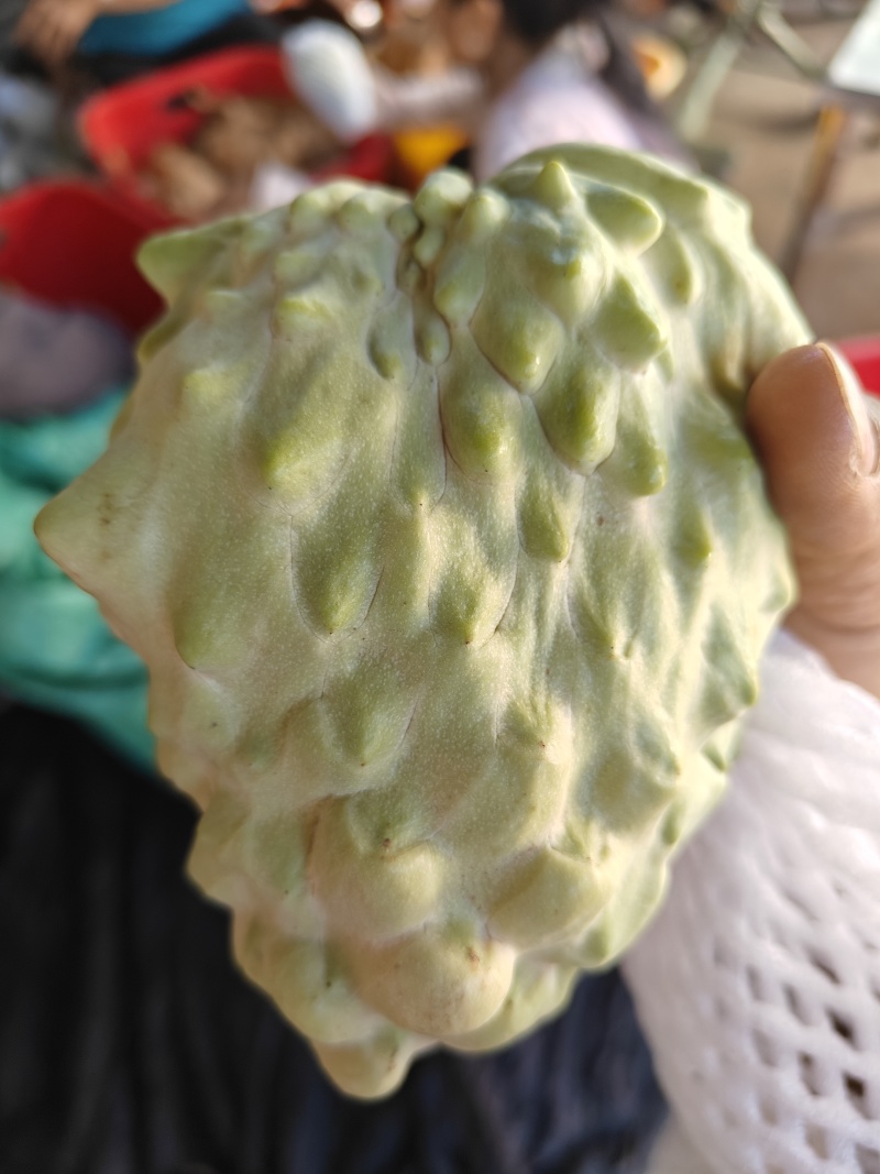 自家释迦果出售