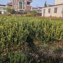 高产油茶苗