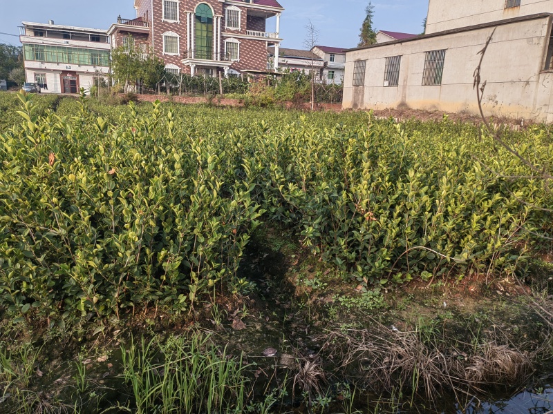 高产油茶苗