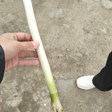 铁杆大葱