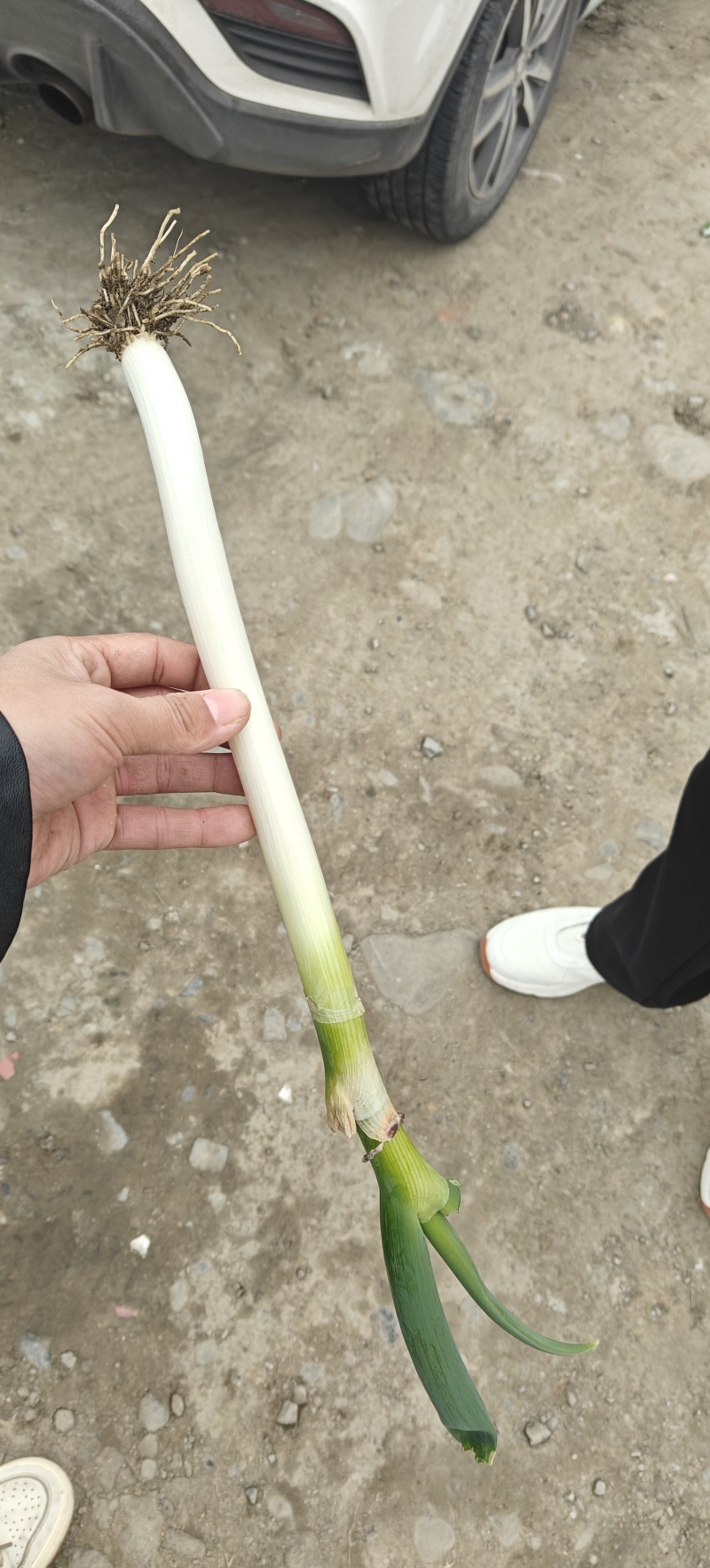 铁杆大葱