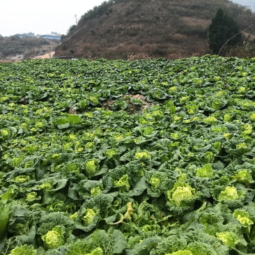 大白菜