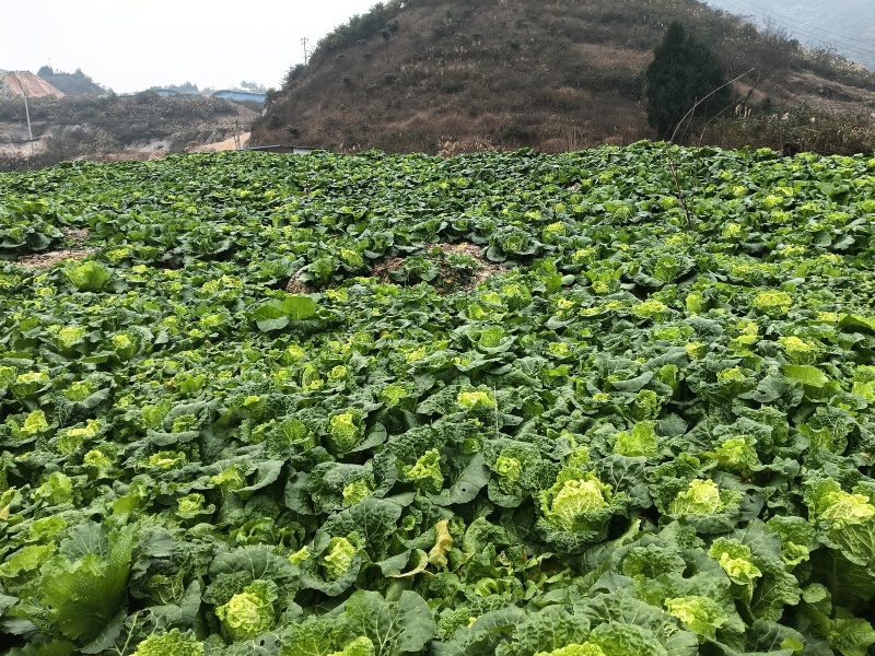 大白菜