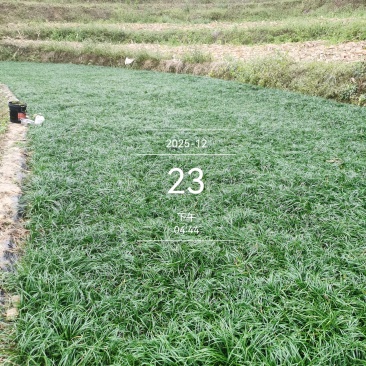 巴马麦冬鲜果