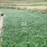 巴马麦冬鲜果
