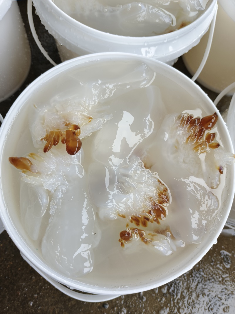 海蜇头