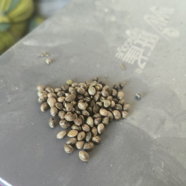 火麻籽