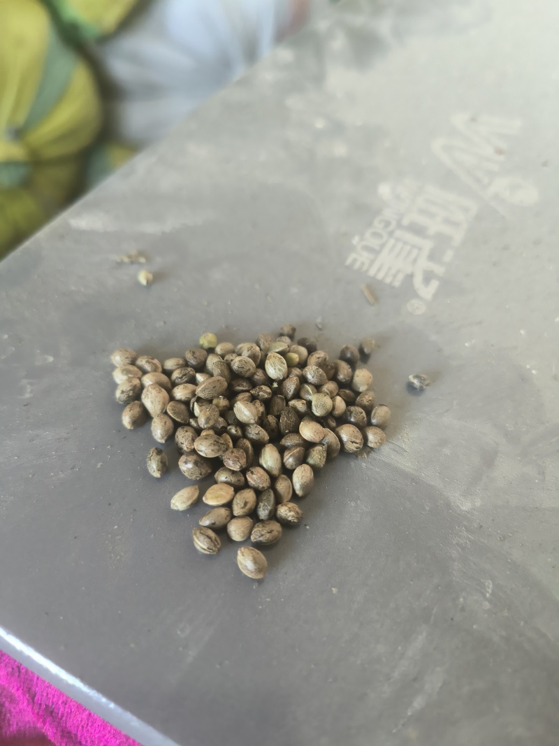 火麻籽