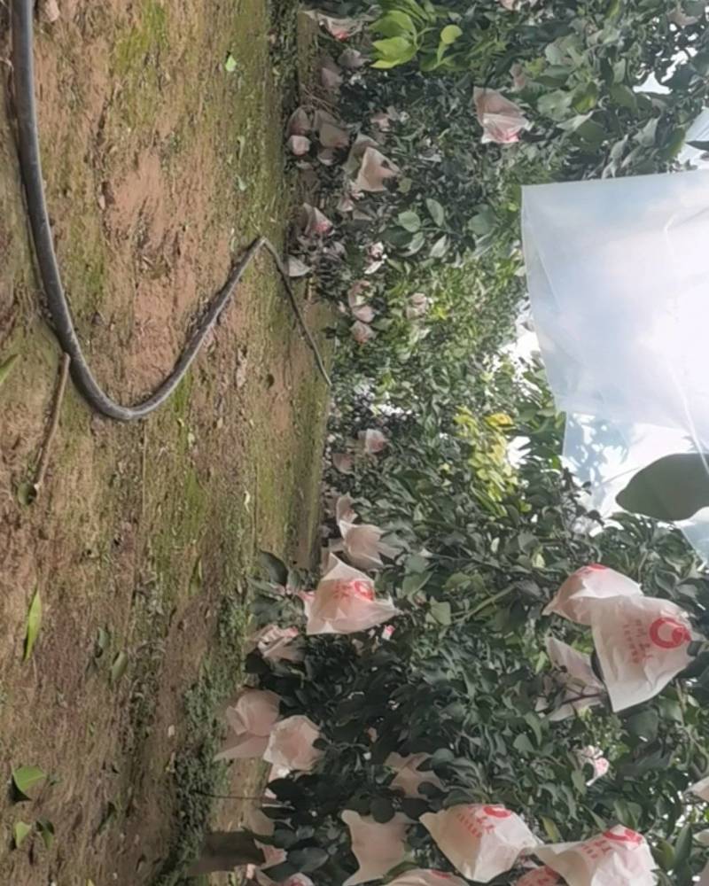 套袋盖膜爱媛果冻橙，十万斤，最小75