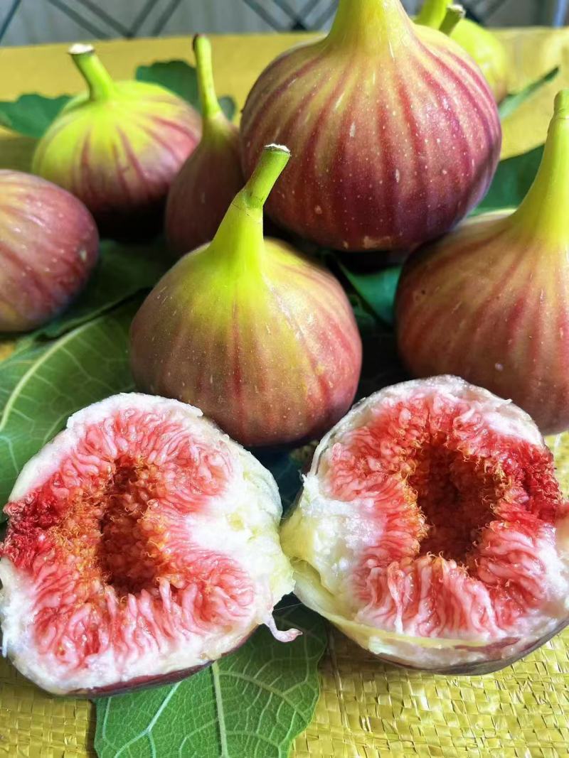 云南元谋无花果