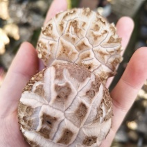 香菇