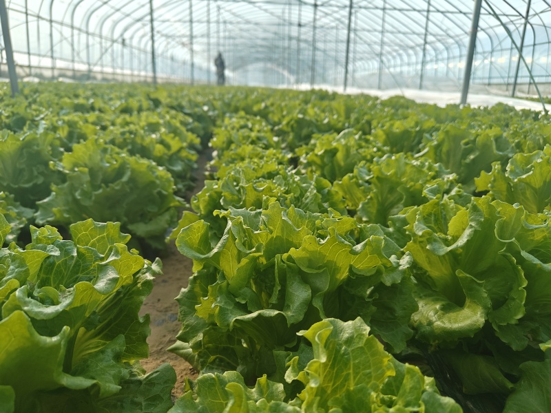 意大利生菜，价格面议