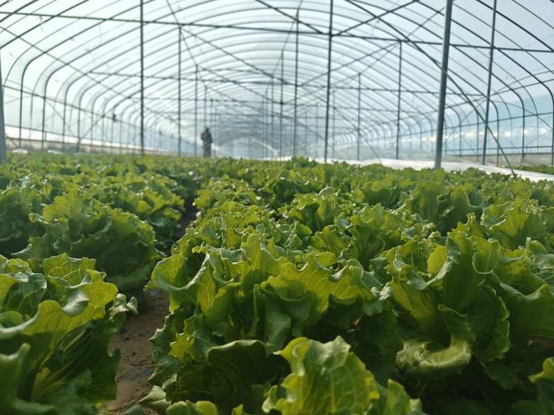意大利生菜，价格面议