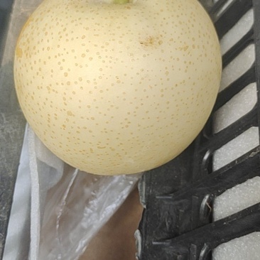 大量出库个品种梨！雪青！黄冠！秋月！等