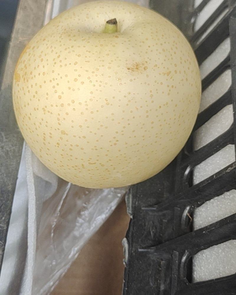 大量出库个品种梨！雪青！黄冠！秋月！等