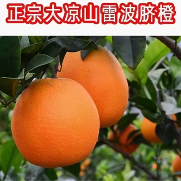 四川省雷波县脐橙