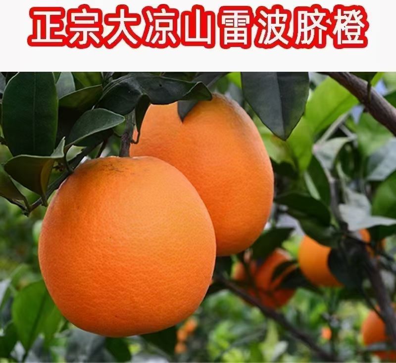 四川省雷波县脐橙
