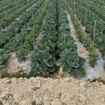 十天后的甘兰，大概二十万斤左右