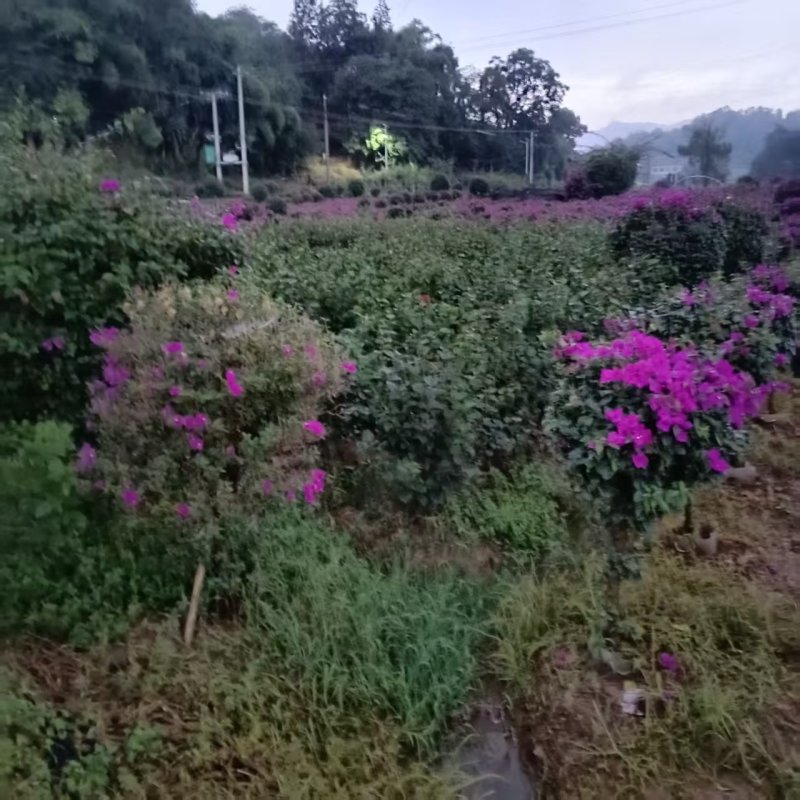 有需要的老板来哦大量现货