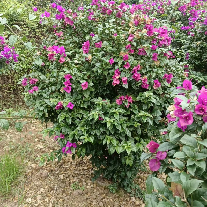 有需要的老板来哦大量现货