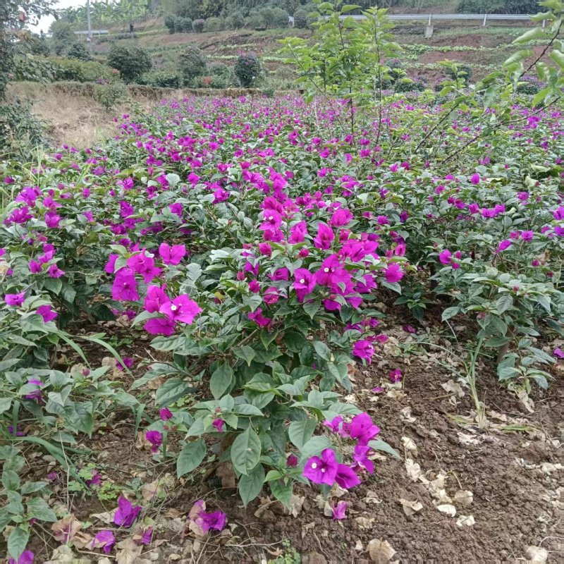 有需要的老板来哦大量现货