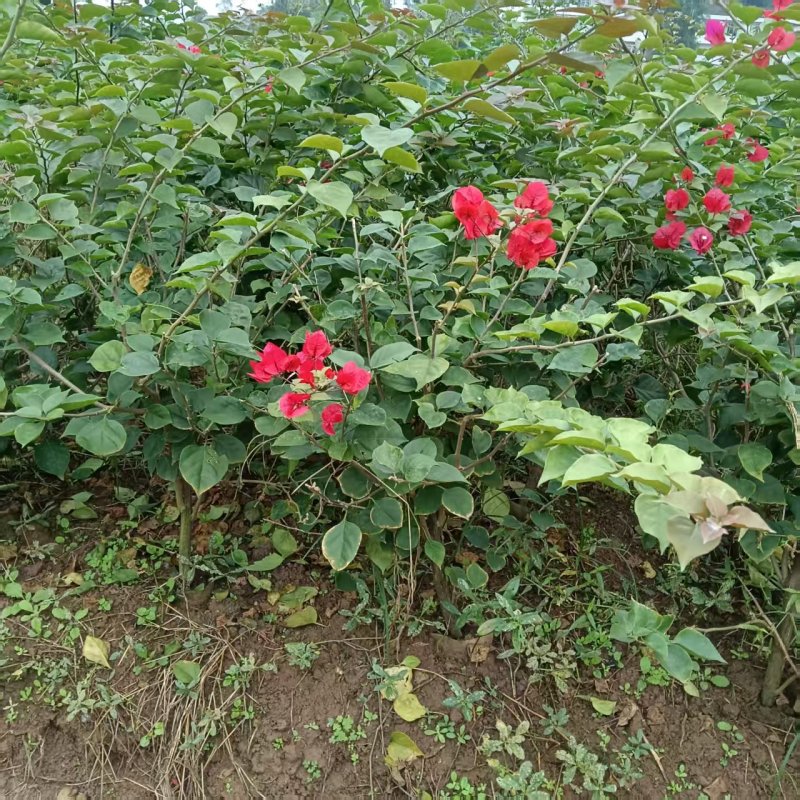 有需要的老板来哦大量现货
