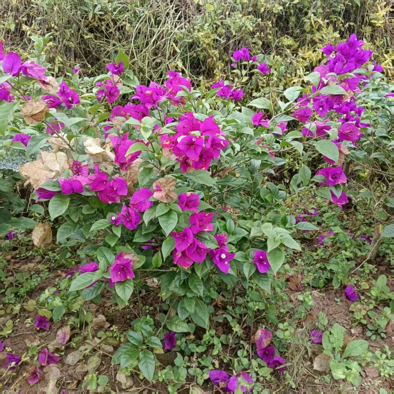 有需要的老板来哦大量现货