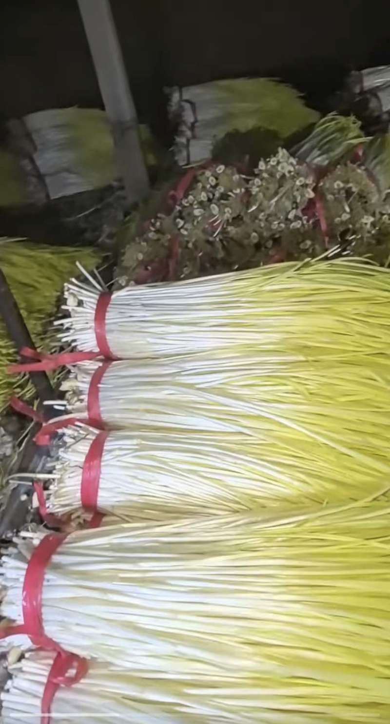 蒜黄（实时价格）