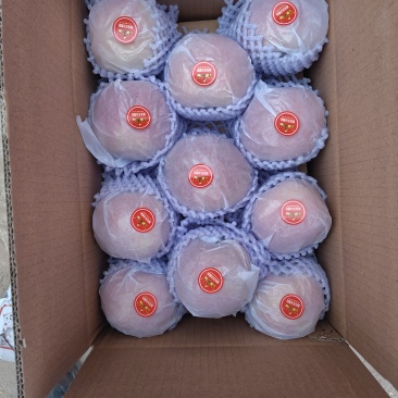 新疆阿克苏红旗坡。冰糖心苹果。