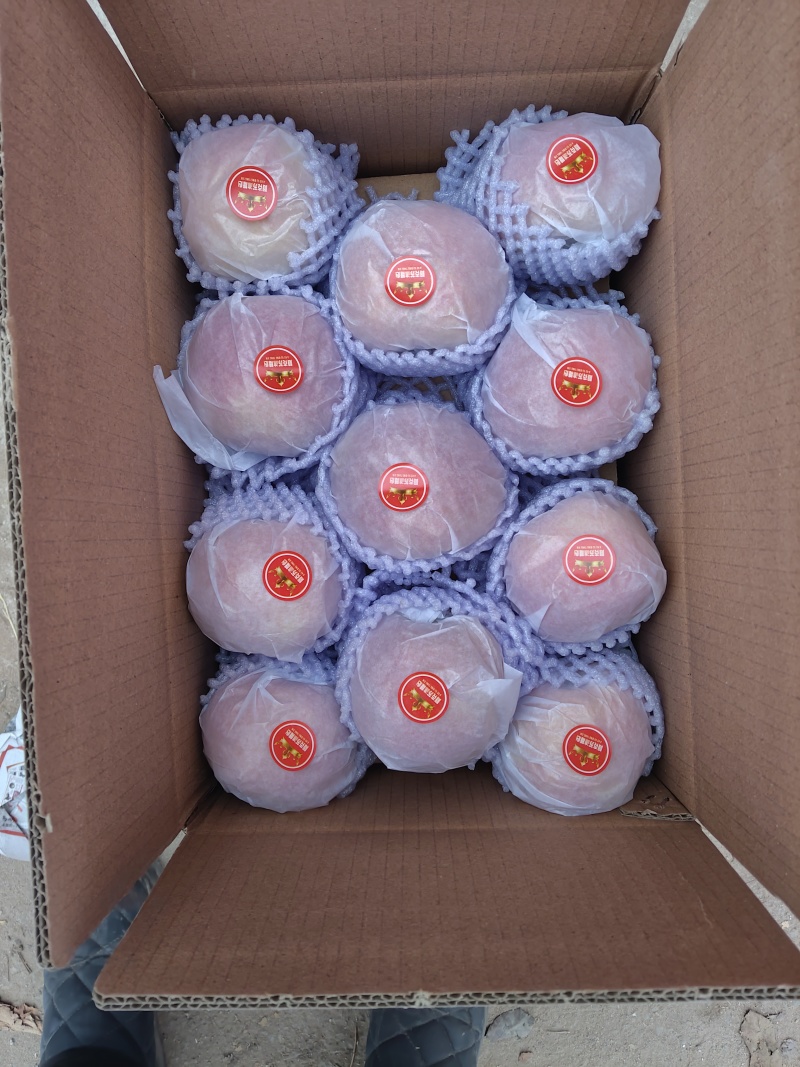 新疆阿克苏红旗坡。冰糖心苹果。
