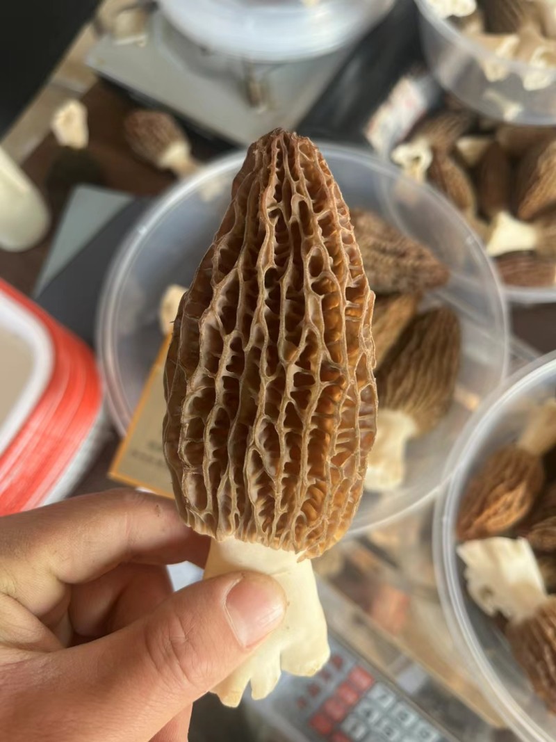 羊肚菌