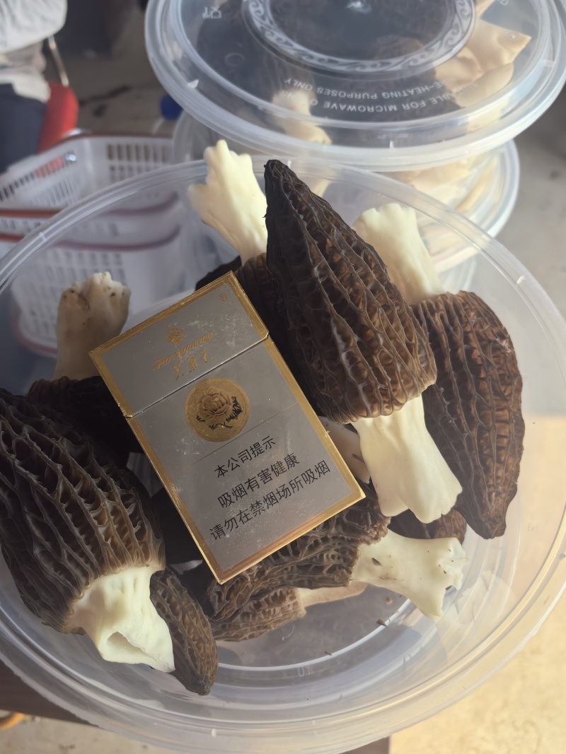 羊肚菌
