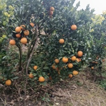 鹿寨蜜橙